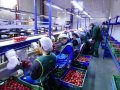 Mitarbeiter sortieren in einer Fabrikhalle Tomaten vom Laufband in Kisten