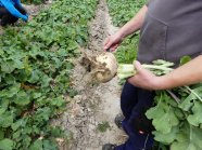 Mensch hält Steckrübe in der Hand