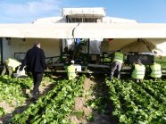 Fünf Mitarbeiter unterstützen eine Bewässerungsmaschiene auf einem Salatfeld.