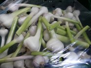 Knoblauch