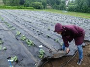 Mitarbeiter deckt Pflanzen auf Feld mit Folie ab
