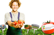 Gemüsebauer zeigt Tomaten
